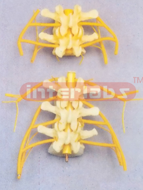 THREE VERTEBRAE WITH NERVES